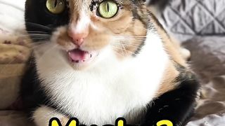 Conversation between cats.