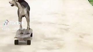 An intelligent dog.