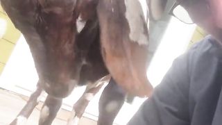 Boss Goat Chronicles | "Goatface Killah: Who's the Boss?" - Horned Authority | FunFM