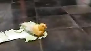 Burung istimewa.....