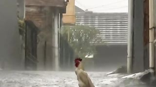 Rain...