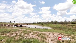 COW VIDEOS ???? COWS GRAZING ???? COW SOUNDS