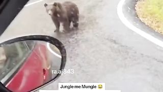 Funny Panda Viral Video 6