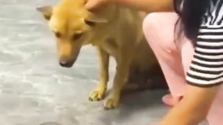 This dog is smart and humorous