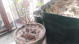 ہم نے اپنی چھت پہ نہیں سبزیاں نئے طریقے سے اگائیں