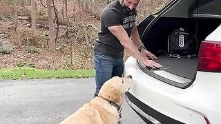 See the dog's power worship