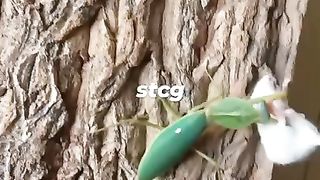 Normal Video