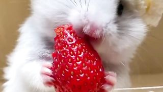 Little hamster eating strawberries, encounter mouth Mercury rain以上翻译结果来自有道神经网络翻译（YNMT）· 通用场景