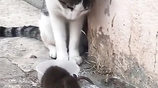 Tikus nakal