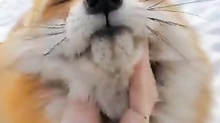 Chewy fox