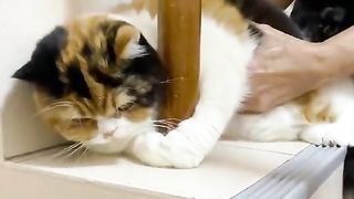 a cat that won't leave 2