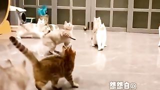 amazing cats 2