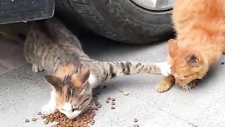bad cat 2