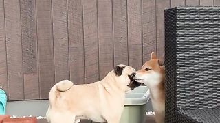 A dog that doesn't know what it wants to do