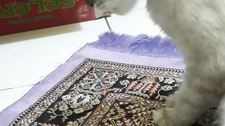 Kitten bermain.. ikut sholat #cutekitten