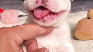 pets & animals 7
