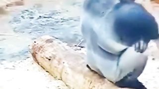 King monky funny video