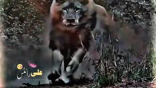 Lion funny video 5