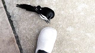 Animals birds 2