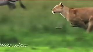 aynimal video