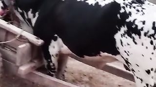 aynimal video 2