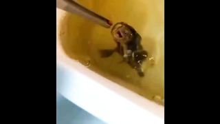 Cute Baby Animals Videos Compilation | Funny and Cute Moment of the Animals #2 - Cutest Animals 2023
