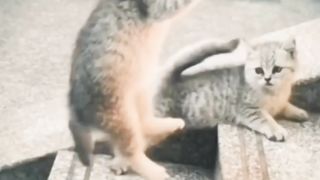 Chinese Kung Fu