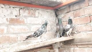 Beautiful breeder female chapri dubb wali nili