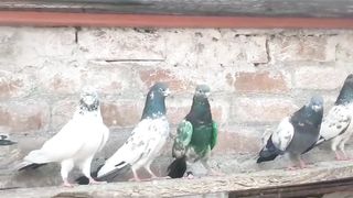 Golden beautiful breeder pair shah sira parvazi pigeon