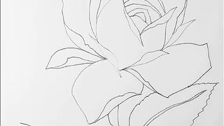 How to drawing roses flower with pencils