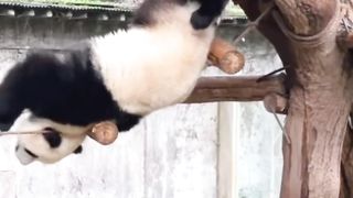 The exclamation-inducing giant panda.