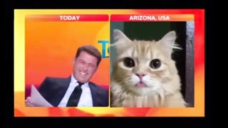 Cat Chronicles | "Who's Cat Attended Live Interview Today" - Feline Broadcast Delight | FunFM