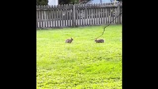 Cute Baby Animals Videos Compilation | Funny and Cute Moment of the Animals #3 - Cutest Animals 2023