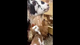 Cute Baby Animals Videos Compilation | Funny and Cute Moment of the Animals #4 - Cutest Animals 2023