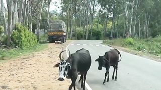 Mudumalai tiger reserve #travel #shorts