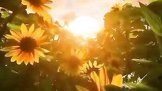 sunflower ????????__WhatsApp status ❤️❤️.