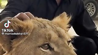 Check the lion love