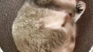 fat cat dance