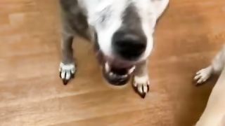 Funny dog 48