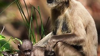 Do monkeys have shelter?