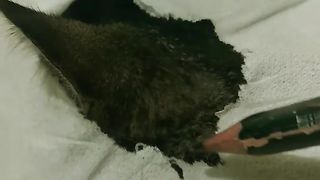 Gambar kucing lucu,ajarin donk,sepuu..aku mah masih pemula