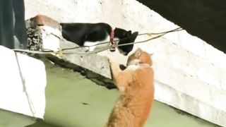 Can't He Escape