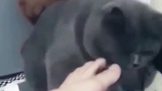 cute cats show emotion