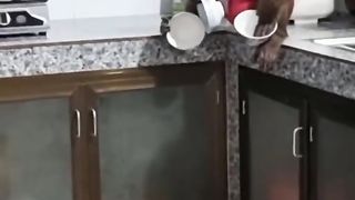 Funny Monkey Viral Video 71
