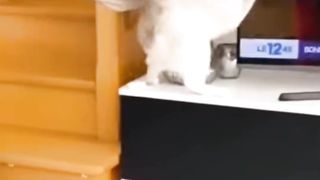 Shocking cute pets