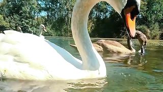 Friends #Swans
