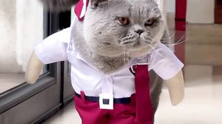 cat lover 3