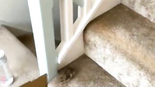 Вижу цель,не вижу препятствий