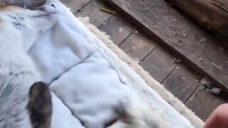 Семейство лис