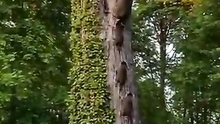 Дружная семейка